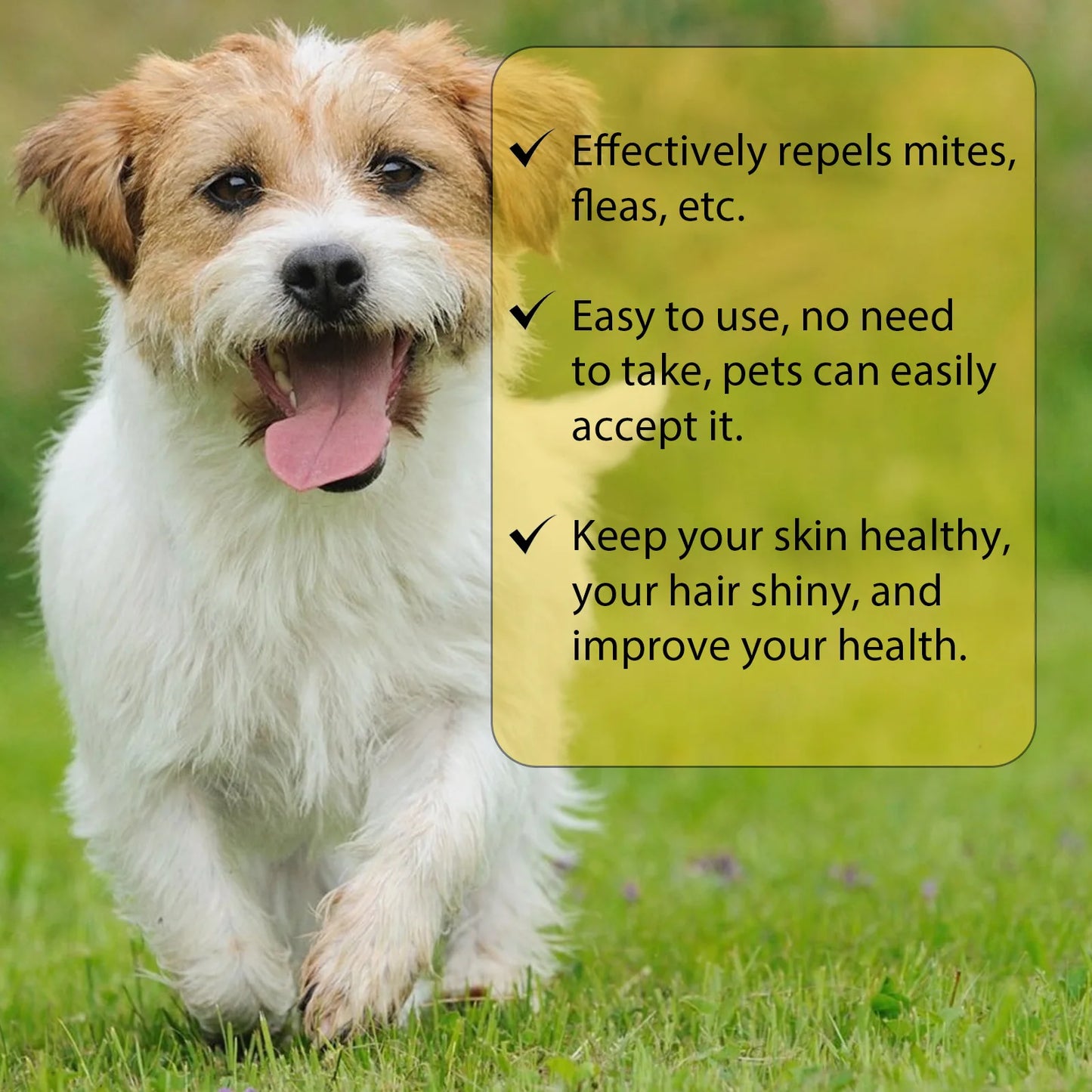 Cat Anti-Flea & Tick Drops – Fast-Acting Relief from Fleas, Lice, and Itching